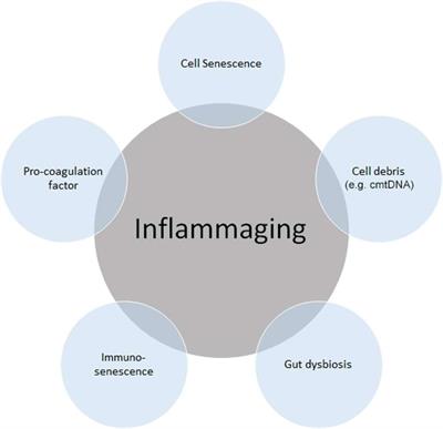 Frontiers | Source Of Chronic Inflammation In Aging